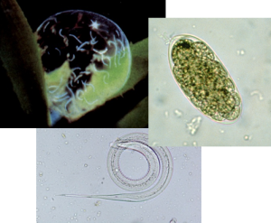 AntiParasiticActivity