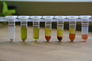 ExtrationOfPolyphenols