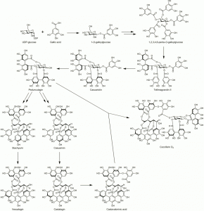 Ellagitannin biosynthesis pathways